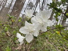 Rhododendron indicum