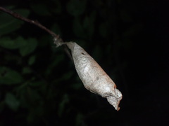 Callosamia promethea