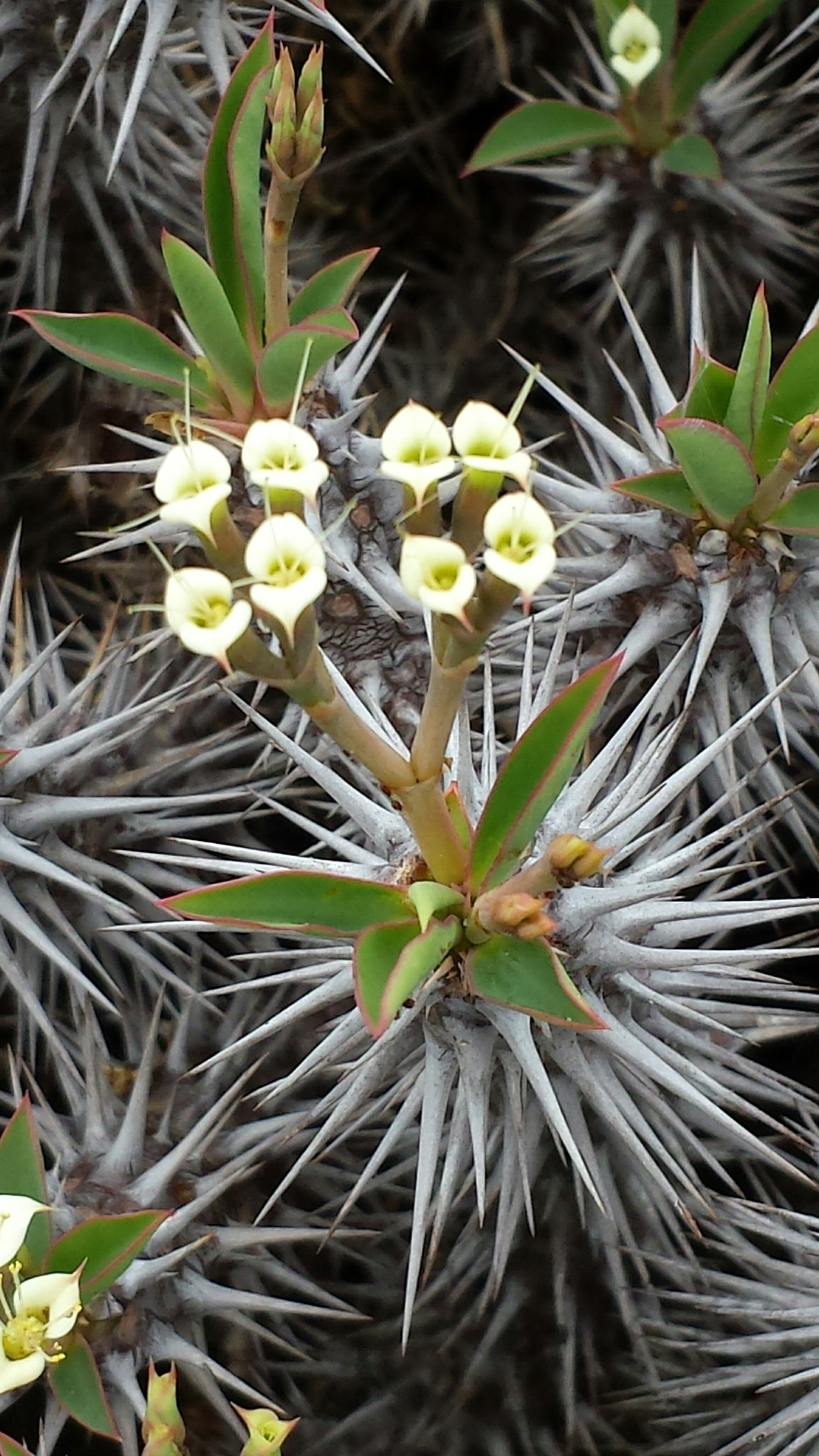 Euphorbia fianarantsoae