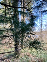 Pinus monticola