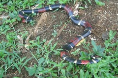 Micrurus surinamensis