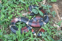 Micrurus surinamensis