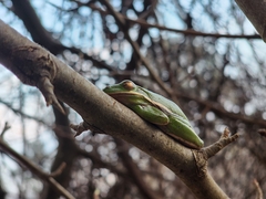 Hyla cinerea