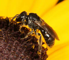 Lasioglossum pectorale
