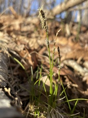 Carex pensylvanica