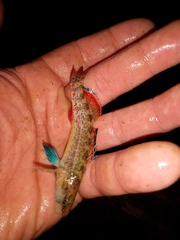 Etheostoma artesiae