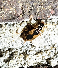 Lebia fuscata