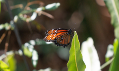Danaus eresimus plexaure