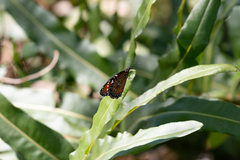 Danaus eresimus plexaure