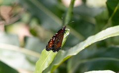Danaus eresimus plexaure