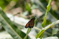 Danaus eresimus plexaure