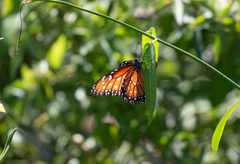 Danaus eresimus plexaure