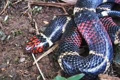 Micrurus surinamensis