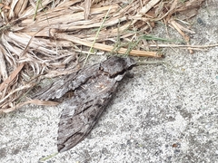 Psilogramma casuarinae