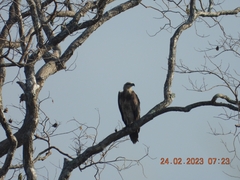 Haliaeetus leucogaster