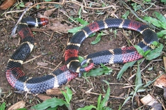 Micrurus surinamensis