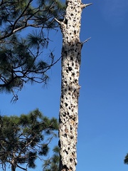 Dryobates borealis