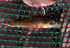 Etheostoma nuchale