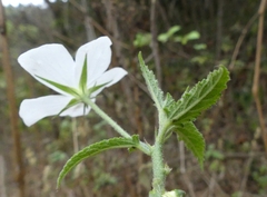 Hibiscus hirtus