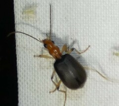 Brachinus