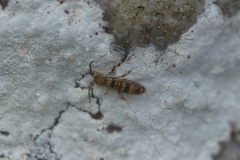 Orchesella celsa