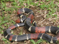 Micrurus surinamensis