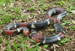 Micrurus surinamensis