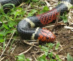 Micrurus surinamensis