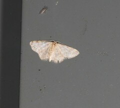 Idaea simplex