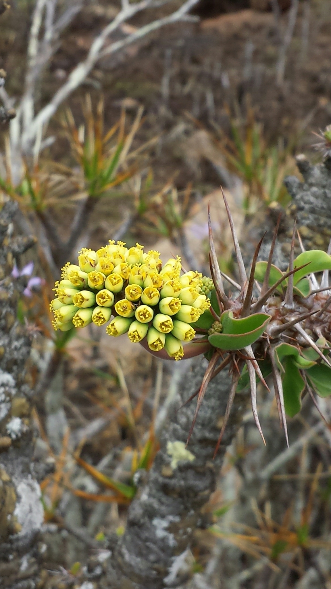 Euphorbia didiereoides