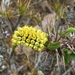 Euphorbia didiereoides - Photo (c) Landy Rita, alguns direitos reservados (CC BY-NC), uploaded by Landy Rita