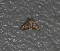 Anydraula pericompsa
