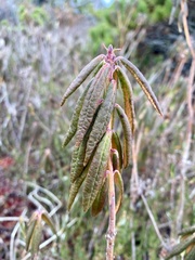 Rhododendron groenlandicum