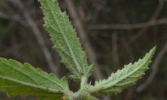 Hibiscus hirtus