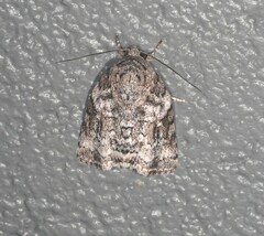 Blenina lichenopa