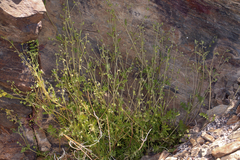 Eucrypta chrysanthemifolia bipinnatifida