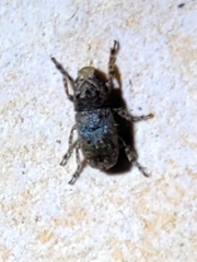 Toxonotus cornutus