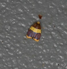 Heterallactis phlogozona