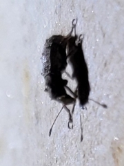Toxonotus cornutus