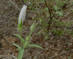Hibiscus hirtus