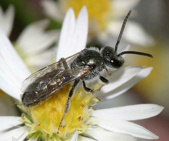 Lasioglossum oceanicum