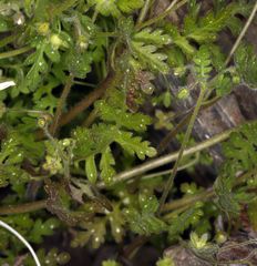 Eucrypta chrysanthemifolia bipinnatifida