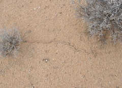 Masticophis flagellum piceus