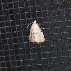 Narangodes