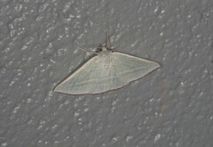 Oenochroma infantilis