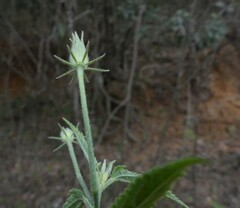 Hibiscus hirtus
