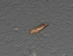 Ptyomaxia trigonogramma