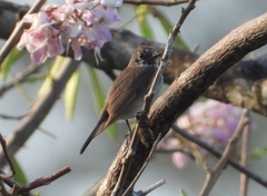 Muscicapa sibirica