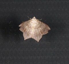 Semiothisa drepanata