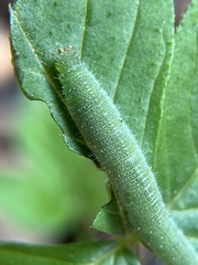 Leptosia nina